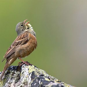 Bilder Emptying the Skies