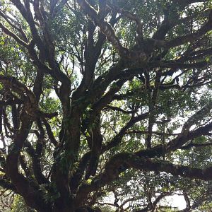 Bilder Emptying the Skies