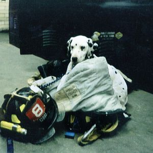 Bilder A Good Job: Stories of the FDNY