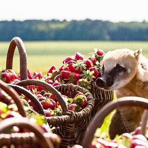 Bilder Quatsch und die Nasenbär-Bande