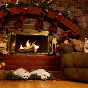 Bilder Die Drei Hundketiere retten Weihnachten