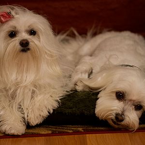 Bilder Die Drei Hundketiere retten Weihnachten