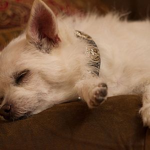 Bilder Die Drei Hundketiere retten Weihnachten