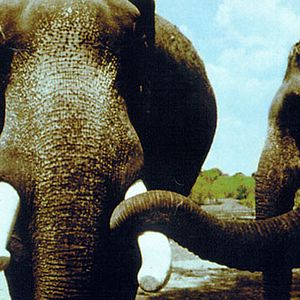 Bilder Indien, Mutter Erde