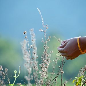 Bilder Vara: A Blessing