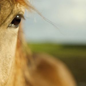 Bilder Von Mädchen und Pferden