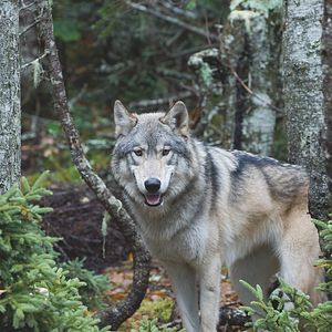 Bilder Maïna - Das Wolfsmädchen