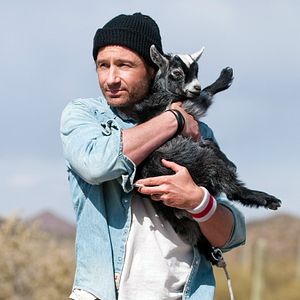 Bilder David Duchovny