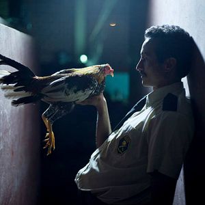 Bilder Ein Hahn für ein Hallelujah