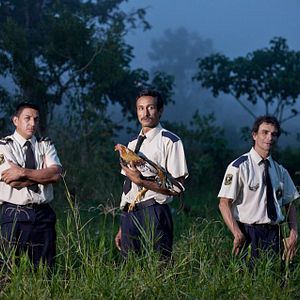 Bilder Ein Hahn für ein Hallelujah