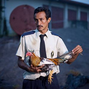 Bilder Ein Hahn für ein Hallelujah