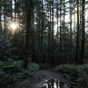 Bilder Au cœur de la forêt du Sasquatch