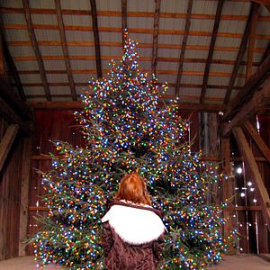 Bilder Ein Weihnachtsbaumwunder