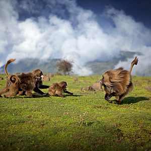 Bilder Afrika - Das magische Königreich