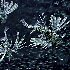 Bilder Afrika - Das magische Königreich