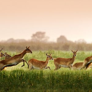 Bilder Afrika - Das magische Königreich