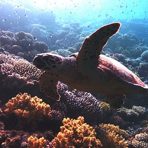 Bilder Afrika - Das magische Königreich