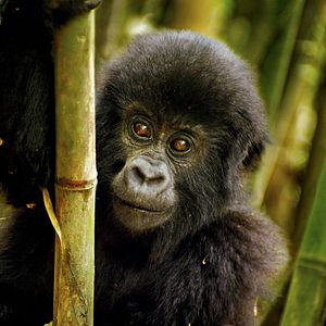 Bilder Afrika - Das magische Königreich