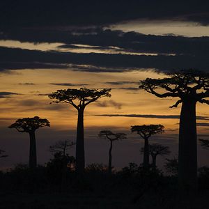 Bilder Insel der Lemuren - Madagascar