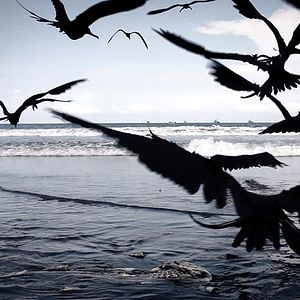 Bilder Silence in Dreamland