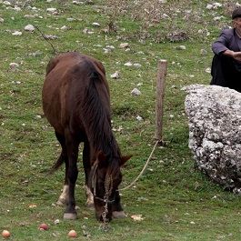 Bilder Asfalt Çiçekleri