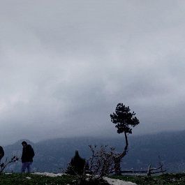 Bilder Asfalt Çiçekleri