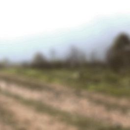 Bilder Asfalt Çiçekleri