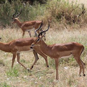 Bilder The Hadza: Last of the First