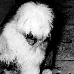 Bilder Der unheimliche Zotti