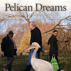 Bilder Pelican Dreams