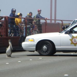 Bilder Pelican Dreams