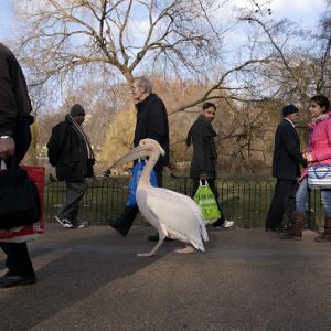 Bilder Pelican Dreams