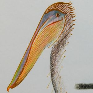 Bilder Pelican Dreams