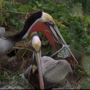 Bilder Pelican Dreams