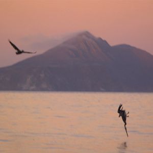 Bilder Pelican Dreams