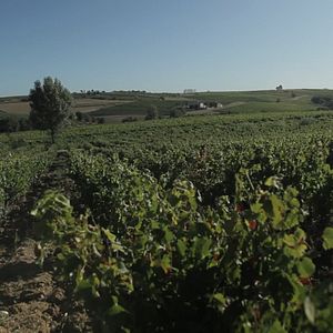 Bilder Von Trauben und Menschen