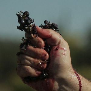 Bilder Von Trauben und Menschen