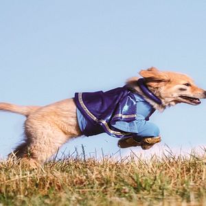 Bilder Super Buddies