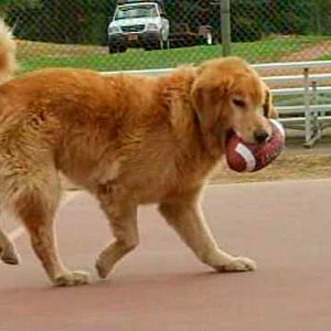 Bilder Air Bud 2: Golden Receiver