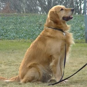 Bilder Air Bud 2: Golden Receiver