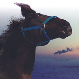 Bilder The Horses of Fukushima