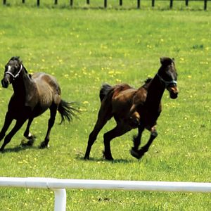 Bilder The Horses of Fukushima