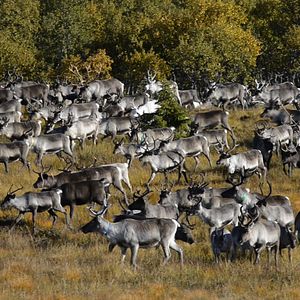 Bilder Die Hüter der Tundra