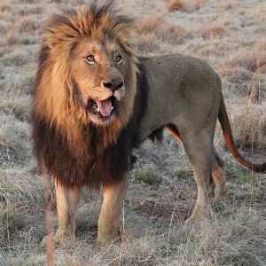 Bilder African Safari 3D