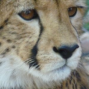 Bilder African Safari 3D