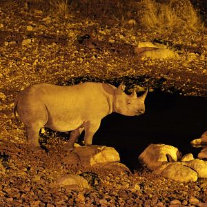 Bilder African Safari 3D