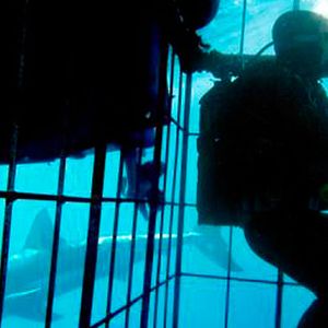 Bilder Sharks: Are They Hunting Us?