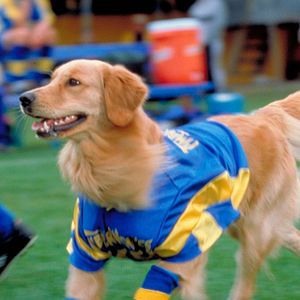 Bilder Air Bud 3 - Ein Hund für alle Bälle