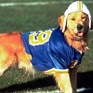 Bilder Air Bud 3 - Ein Hund für alle Bälle