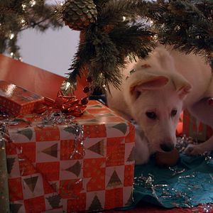 Bilder A Belle for Christmas